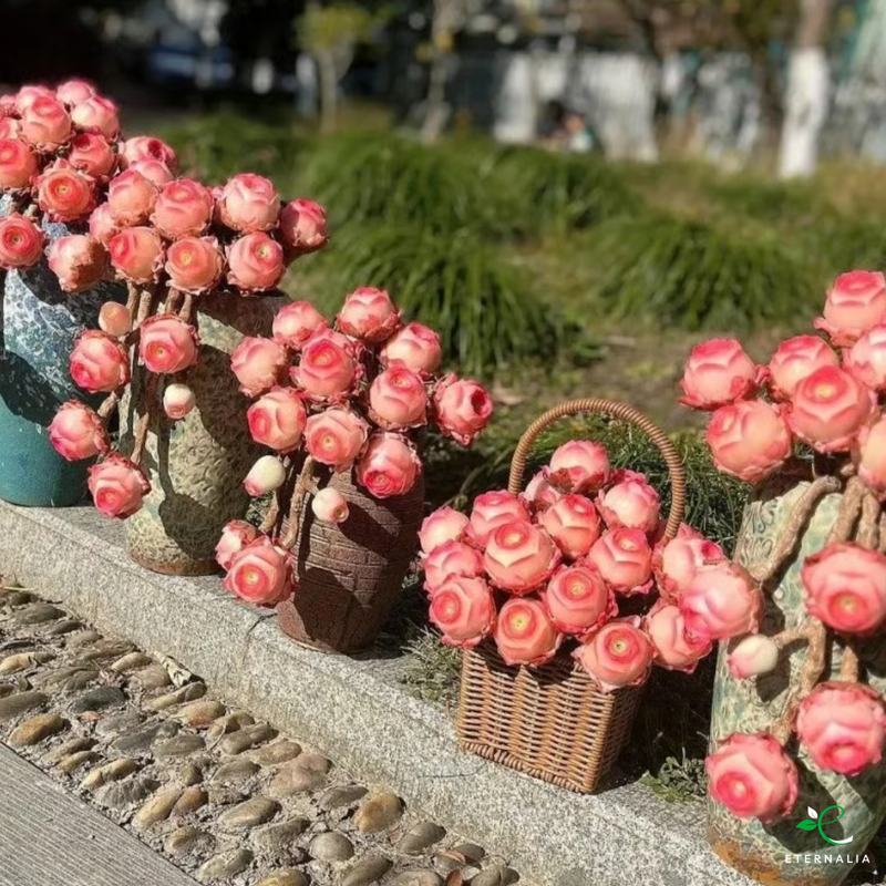 Semillas de planta Suculenta Eternalia