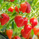 Semillas de Fresa Petalis