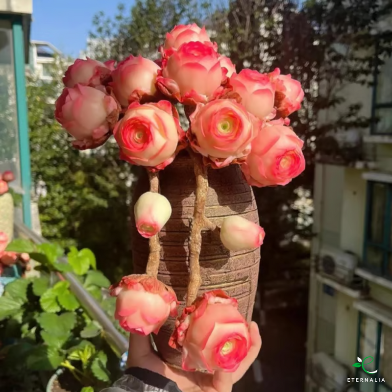 Semillas de planta Suculenta Eternalia