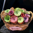 Semillas de planta Suculenta Eternalia