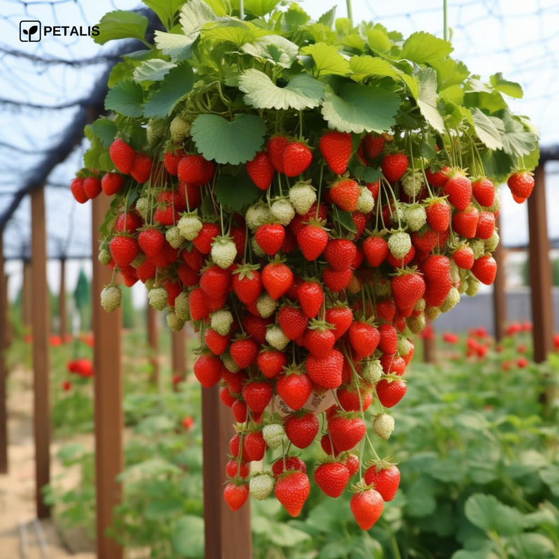Semillas de Fresa Petalis