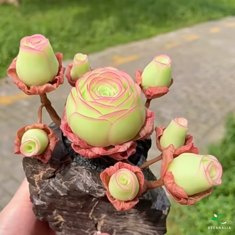 Semillas de planta Suculenta Eternalia