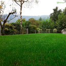 Semillas de césped Petalis