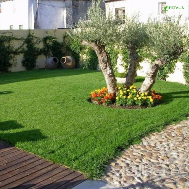 Semillas de césped Petalis