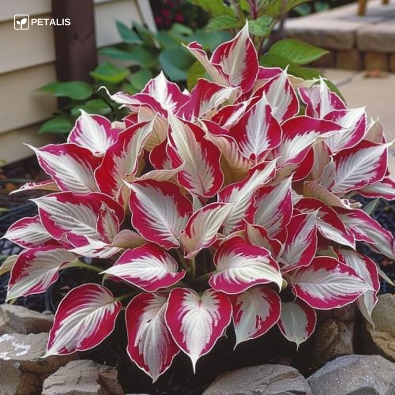 Semillas exóticas de flores Petalis