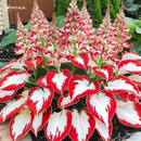 Semillas exóticas de flores Petalis