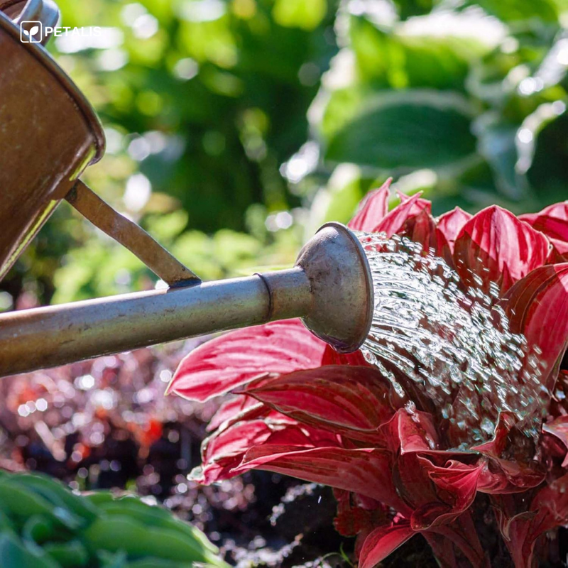 Semillas exóticas de flores Petalis