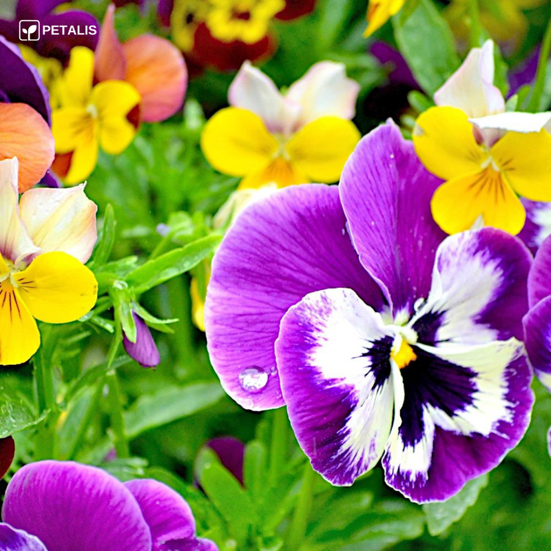 Mezcla de semillas de flores Petalis