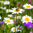 Mezcla de semillas de flores Petalis