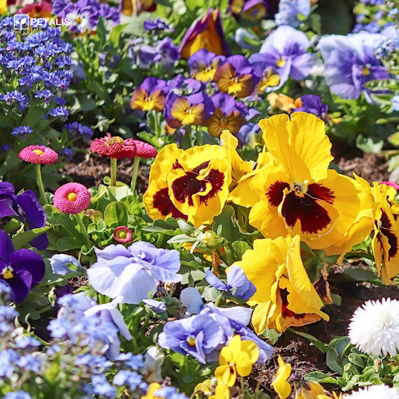 Mezcla de semillas de flores Petalis