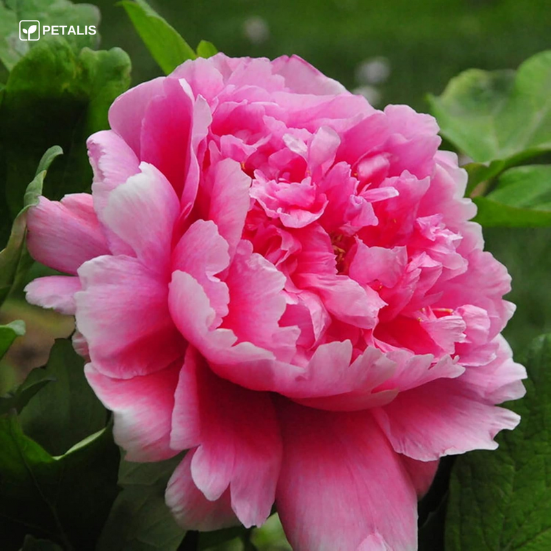 Semillas de flores Petalis para jardín